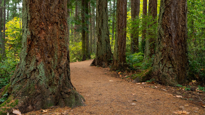large stems in a forest