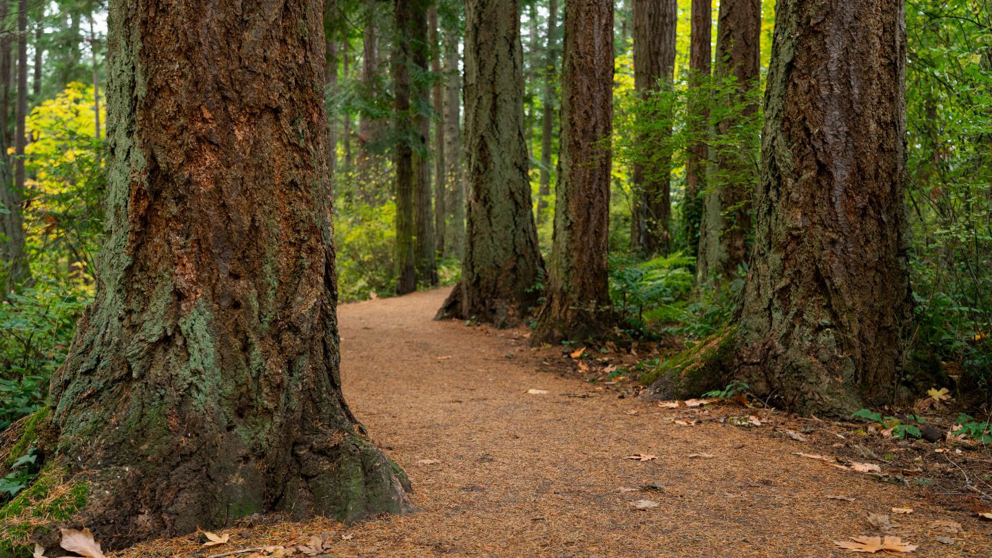 large stems in a forest
