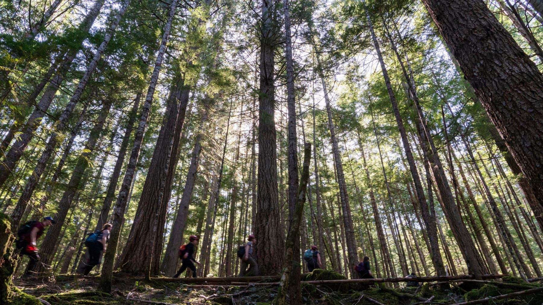 trees in the forest