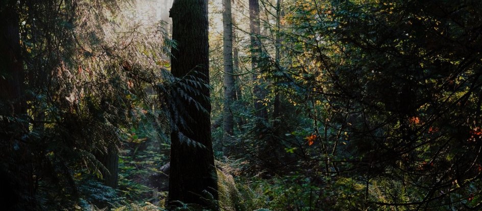 Image of forest